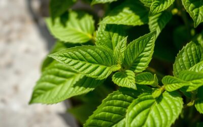Tulsi (Święta Bazylia): Właściwości i Zastosowanie w Medycynie